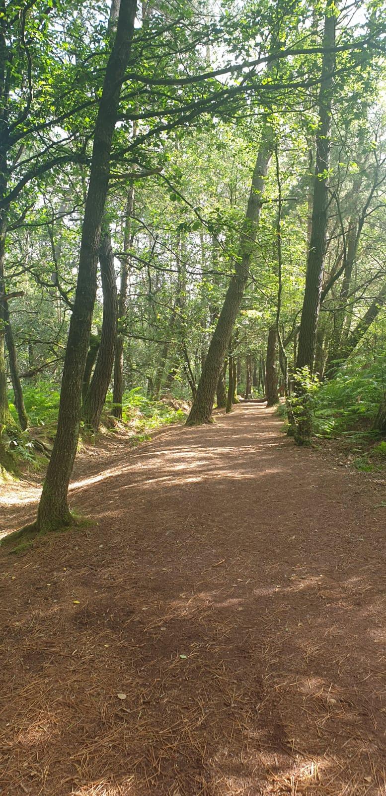À la rencontre de l'énergie des arbres